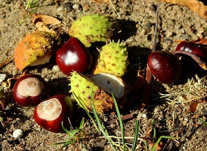 Kastanien und Kastanienschalen am Boden