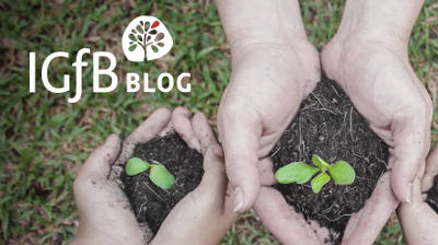 IGfB - Blog